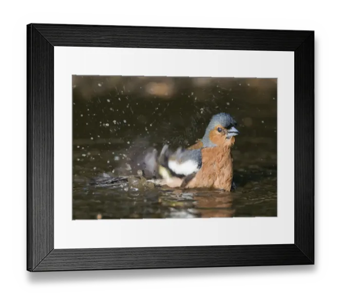 Framed Print : Chaffinch Fringilla coelebs male bathing in puddle Norfolk spring Framed Print : Chaffinch Fringilla coelebs male bathing in puddle Norfolk spring