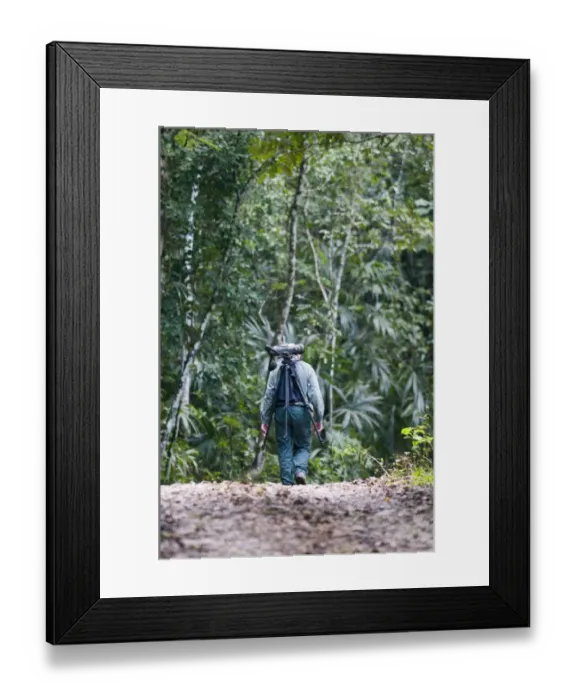 Framed Print : Birding in lowland tropical rainforest Guatemala Framed Print : Birding in lowland tropical rainforest Guatemala