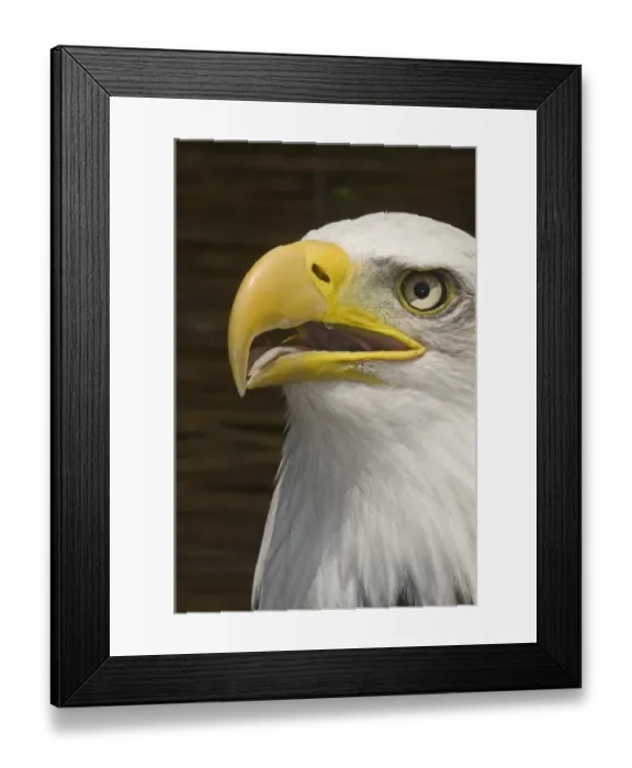 Framed Print : Bald Eagle Halaeetus eucocephalus close up of head Framed Print : Bald Eagle Halaeetus eucocephalus close up of head