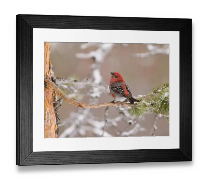 Framed Print : Pine Grosbeak Pinicola enucleator male in forest Finnish Lapland March Framed Print : Pine Grosbeak Pinicola enucleator male in forest Finnish Lapland March
