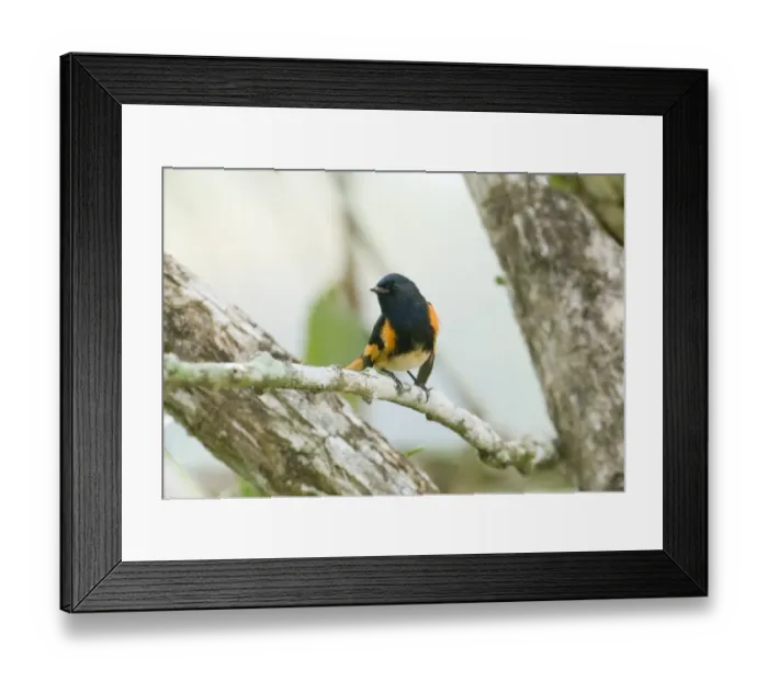 Framed Print : American Redstart Serpophaga ruticilla male Peten Guatemala March Framed Print : American Redstart Serpophaga ruticilla male Peten Guatemala March