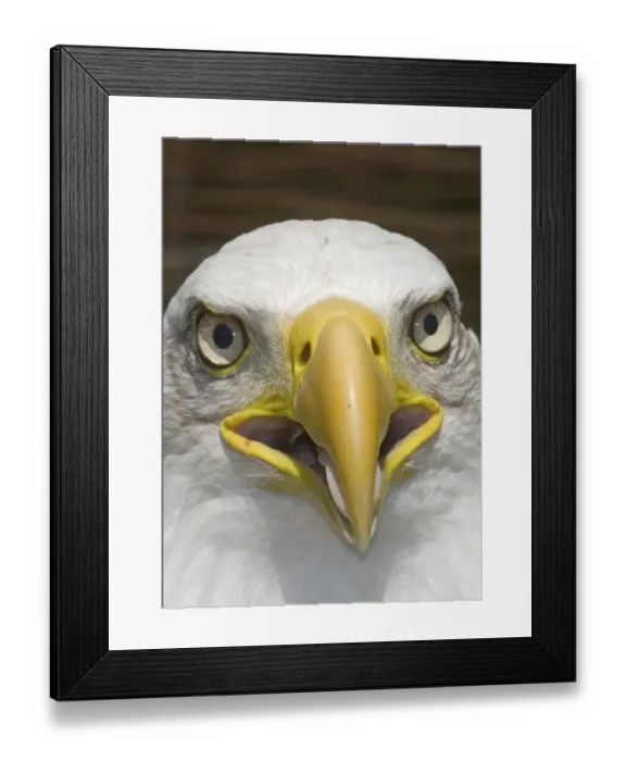 Framed Print : Bald Eagle Halaeetus eucocephalus close up of head Framed Print : Bald Eagle Halaeetus eucocephalus close up of head