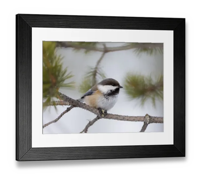 Framed Print : Siberian Tit Parus cinctus Finnish Lapland Finland winter