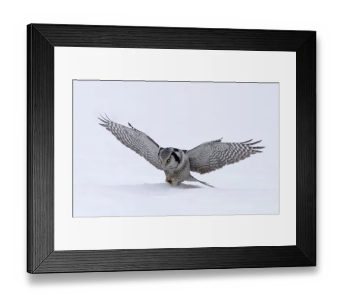 Framed Print : Hawk Owl Surnia ulula pouncing on a vole nr Vaala Finland March Framed Print : Hawk Owl Surnia ulula pouncing on a vole nr Vaala Finland March