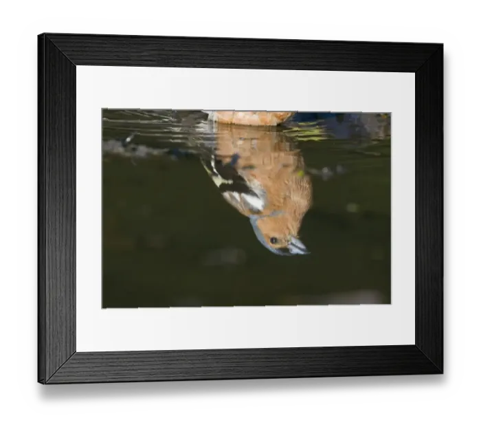 Framed Print : Reflection of Chaffinch Fringilla coelebs male bathing / drinking in puddle Norfolk Framed Print : Reflection of Chaffinch Fringilla coelebs male bathing / drinking in puddle Norfolk