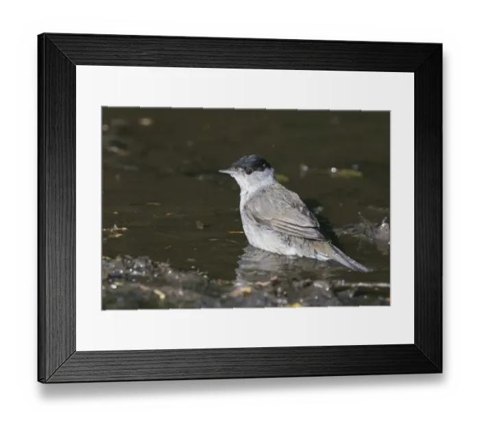 Framed Print : Blackcap Sylvia atricapilla male bathing in puddle Norfolk spring