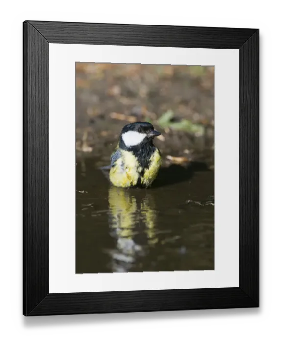 Framed Print : Great Tit Parus major bathing in puddle Norfolk spring Framed Print : Great Tit Parus major bathing in puddle Norfolk spring
