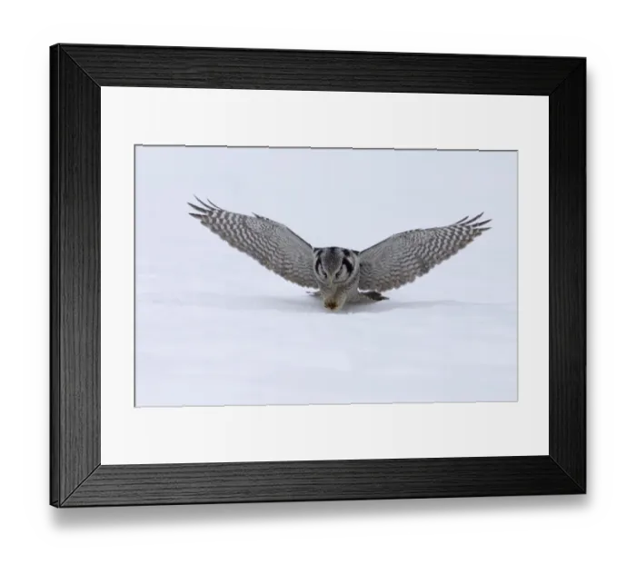 Framed Print : Hawk Owl Surnia ulula pouncing on a vole nr Vaala Finland March