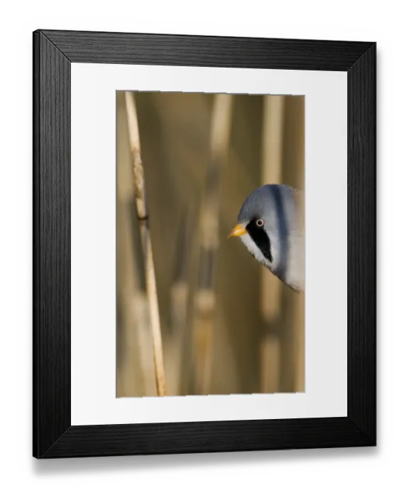 Framed Print : Bearded Tit Panurus biarmicus male Cley Norfolk May