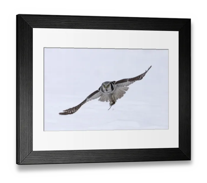 Framed Print : Hawk Owl Surnia ulula with vole nr Vaala Finland March
