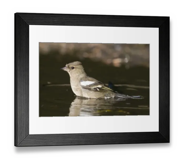 Framed Print : Chaffinch Fringilla coelebs female bathing in puddle Norfolk spring Framed Print : Chaffinch Fringilla coelebs female bathing in puddle Norfolk spring