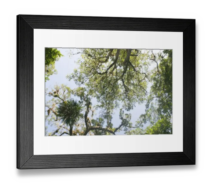 Framed Print : Looking up into the rainforest canopy Tikal Guatemala Framed Print : Looking up into the rainforest canopy Tikal Guatemala