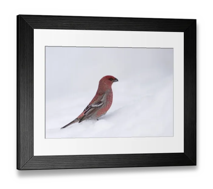 Framed Print : Pine Grosbeak Pinicola enucleator male in snow Northern Finland March