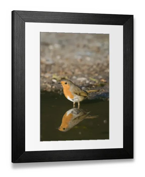 Framed Print : Robin Erithacus rubecula at puddle to drink Norfolk April Framed Print : Robin Erithacus rubecula at puddle to drink Norfolk April
