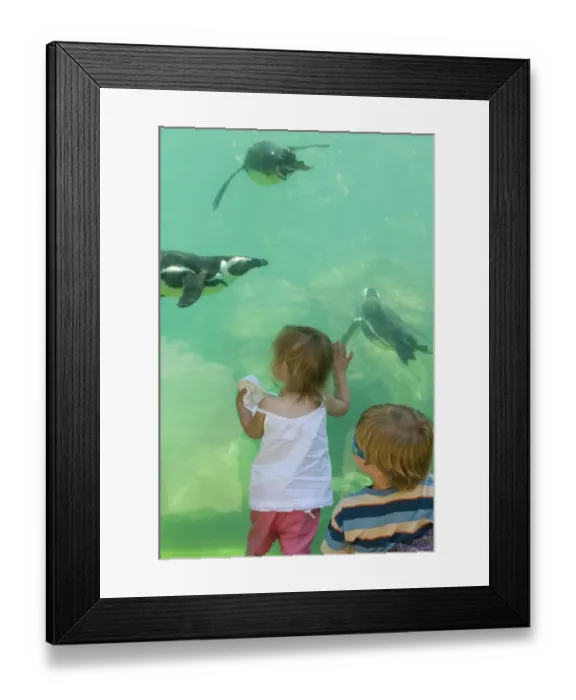 Framed Print : Toddlers watching Magellanic Penguins swimming underwater at Zoo Framed Print : Toddlers watching Magellanic Penguins swimming underwater at Zoo