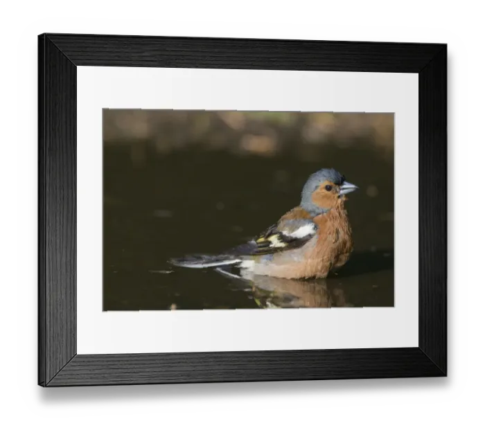 Framed Print : Chaffinch Fringilla coelebs male bathing in puddle Norfolk spring Framed Print : Chaffinch Fringilla coelebs male bathing in puddle Norfolk spring