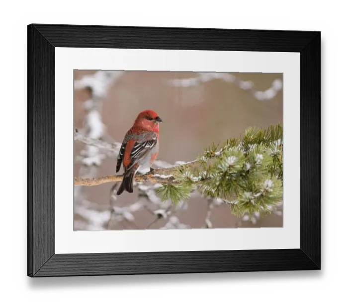 Framed Print : Pine Grosbeak Pinicola enucleator male in forest Finnish Lapland March Framed Print : Pine Grosbeak Pinicola enucleator male in forest Finnish Lapland March