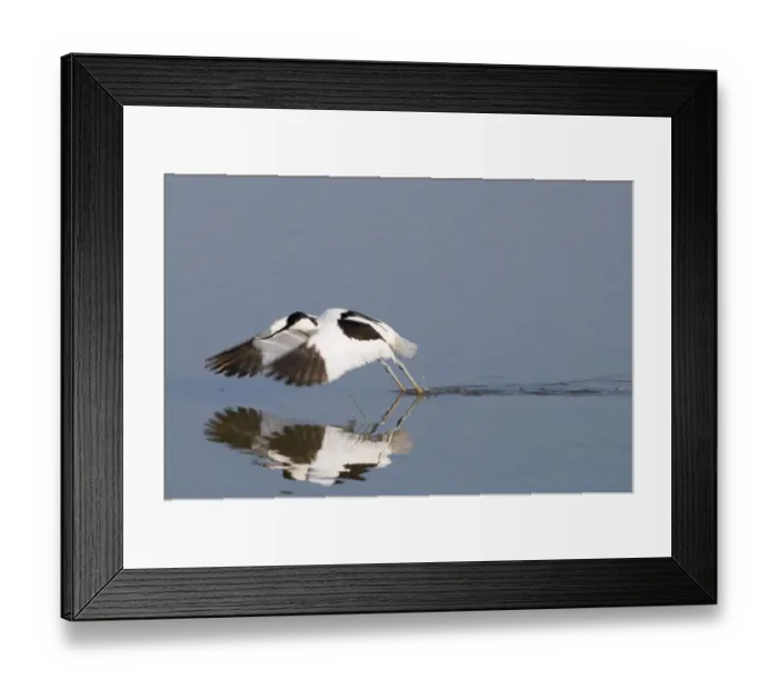 Framed Print : Avocet Recurvirostra avocetta Minsmere RSPB Reserve Norfolk April Framed Print : Avocet Recurvirostra avocetta Minsmere RSPB Reserve Norfolk April