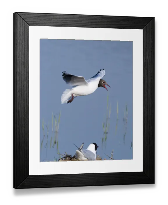 Framed Print : Black-headed Gull Larus ridibundus on scrape at Minsmere RSPB Reserve Suffolk May Framed Print : Black-headed Gull Larus ridibundus on scrape at Minsmere RSPB Reserve Suffolk May