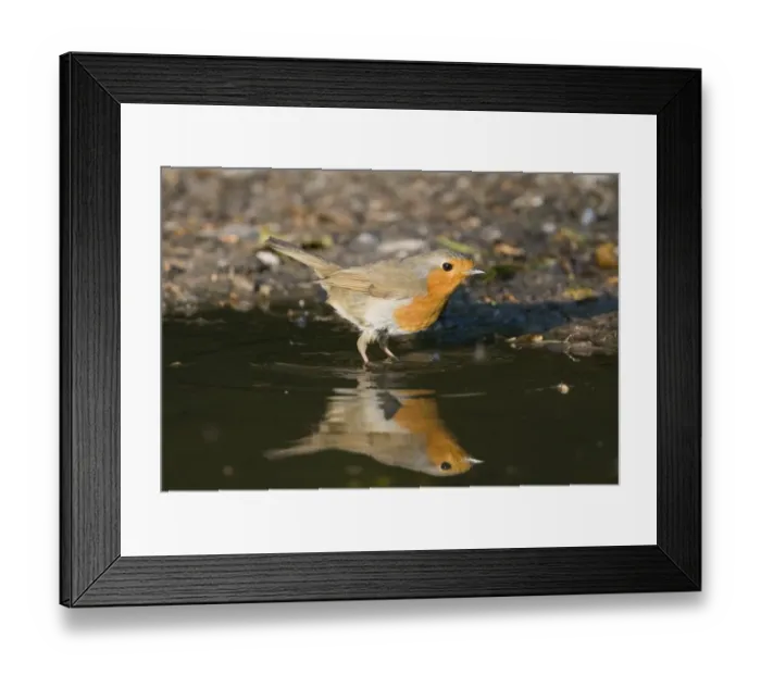 Framed Print : Robin Erithacus rubecula at puddle to drink Norfolk April Framed Print : Robin Erithacus rubecula at puddle to drink Norfolk April