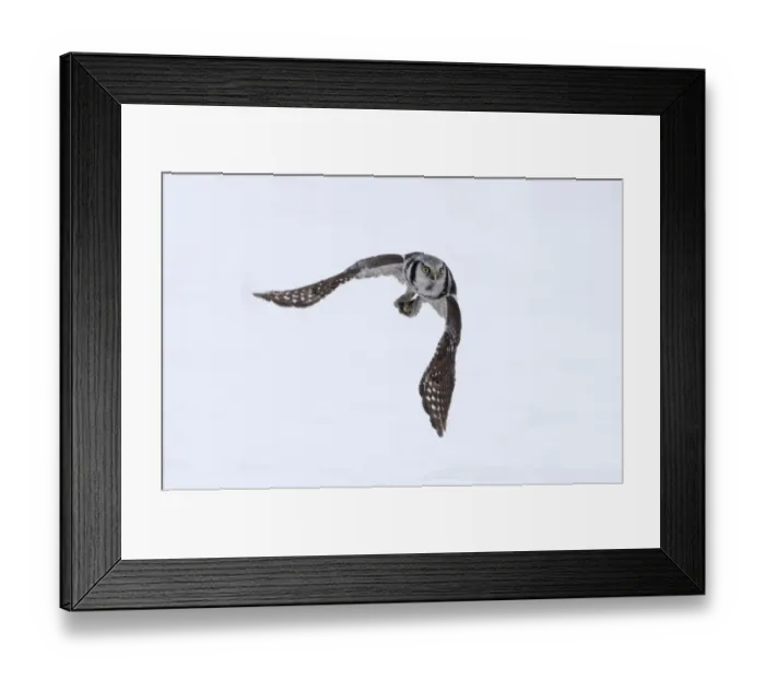 Framed Print : Egyptian Goose Alopochen aegyptiacus calling Cley Norfolk Framed Print : Egyptian Goose Alopochen aegyptiacus calling Cley Norfolk