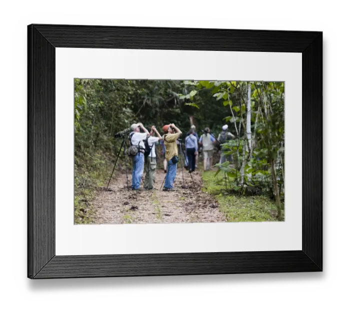 Framed Print : Birding group on trail in lowland tropical rainforest Peten Guatemala Framed Print : Birding group on trail in lowland tropical rainforest Peten Guatemala
