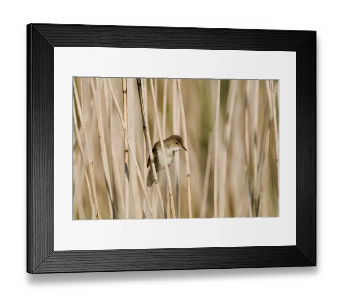 Framed Print : Reed Warbler Acrocephalus scirpaceus Norfolk spring Framed Print : Reed Warbler Acrocephalus scirpaceus Norfolk spring