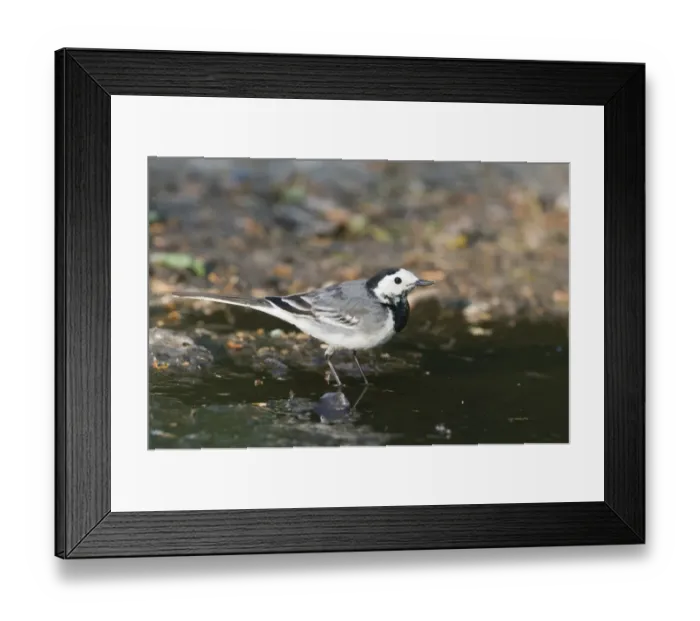 Framed Print : Pied Wagtail Motacilla alba female at puddle Norfolk April Framed Print : Pied Wagtail Motacilla alba female at puddle Norfolk April