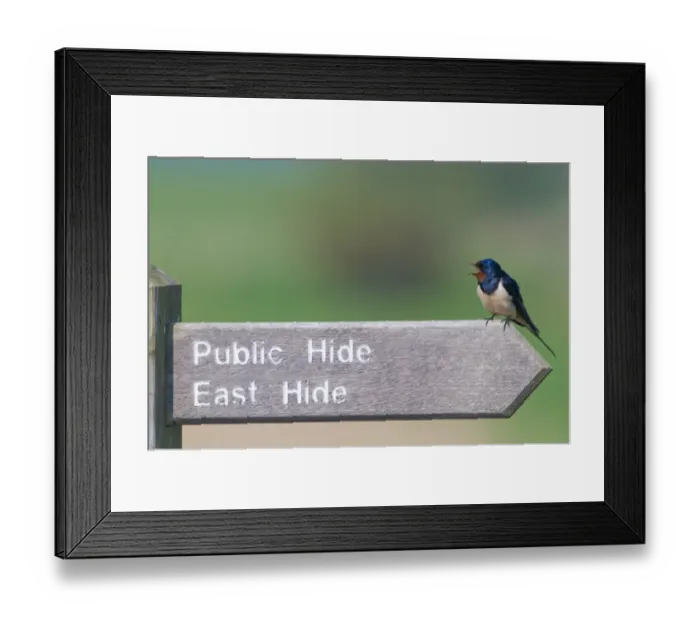 Framed Print : Barn Swallow Hirundo rustica on sign at Minsmere RSPB Reserve Suffolk April Framed Print : Barn Swallow Hirundo rustica on sign at Minsmere RSPB Reserve Suffolk April