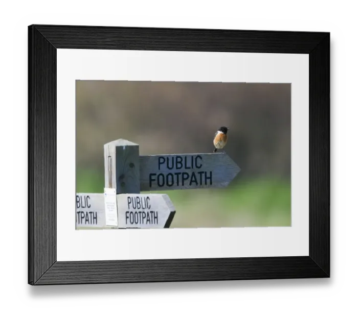 Framed Print : Stonechat saxicola torquata on footpath sign Minsmere Suffolk April