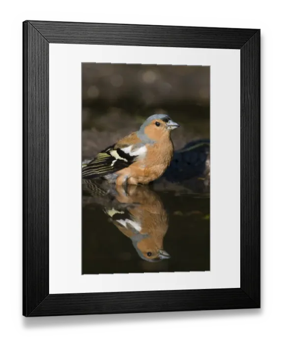 Framed Print : Chaffinch Fringilla coelebs male bathing  /  drinking in puddle Norfolk spring