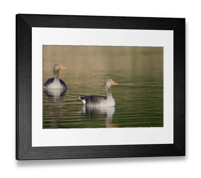 Framed Print : Greylag Geese Anser anser Cley Norfolk May Framed Print : Greylag Geese Anser anser Cley Norfolk May