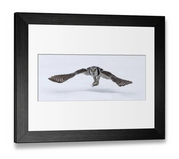 Framed Print : Hawk Owl Surnia ulula nr Vaala Finland March Framed Print : Hawk Owl Surnia ulula nr Vaala Finland March