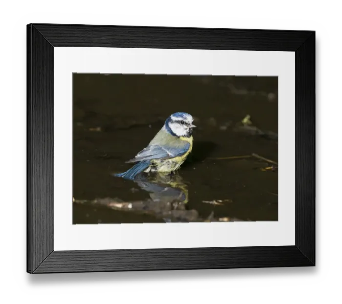 Framed Print : Blue Tit Parus caeruleus bathing Norfolk spring Framed Print : Blue Tit Parus caeruleus bathing Norfolk spring
