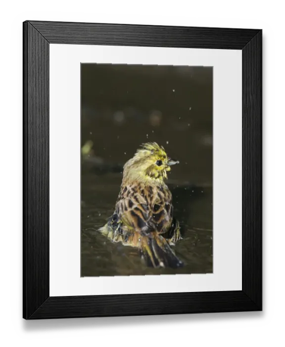 Framed Print : Yellowhammer Emberiza citrinella female bathing in puddle Norfolk spring Framed Print : Yellowhammer Emberiza citrinella female bathing in puddle Norfolk spring