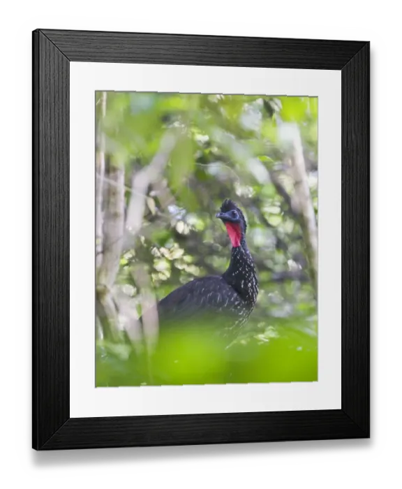 Framed Print : Crested Guan Penelope purprascens aequatoralis Tikal Guatemala