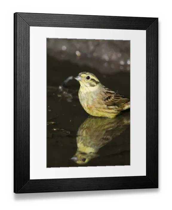 Framed Print : Yellowhammer Emberiza citrinella female bathing in puddle Norfolk spring Framed Print : Yellowhammer Emberiza citrinella female bathing in puddle Norfolk spring