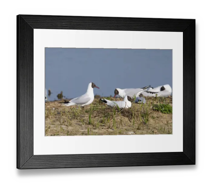 Framed Print : Black-headed Gull Larus ridibundus breeding colony on scrape at Minsmere RSPB Reserve Framed Print : Black-headed Gull Larus ridibundus breeding colony on scrape at Minsmere RSPB Reserve