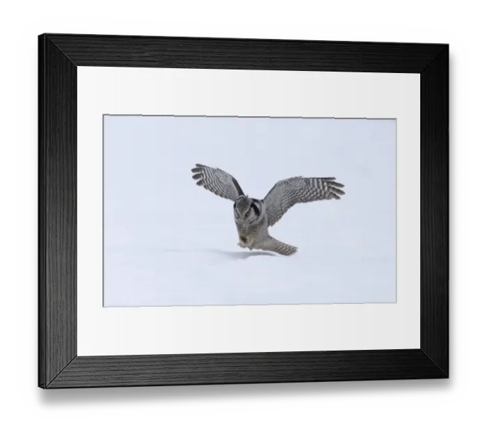 Framed Print : Hawk Owl Surnia ulula pouncing on a vole nr Vaala Finland March