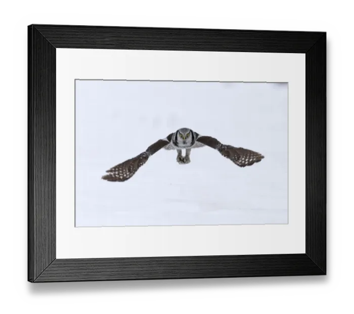 Framed Print : Hawk Owl Surnia ulula nr Vaala Finland March Framed Print : Hawk Owl Surnia ulula nr Vaala Finland March