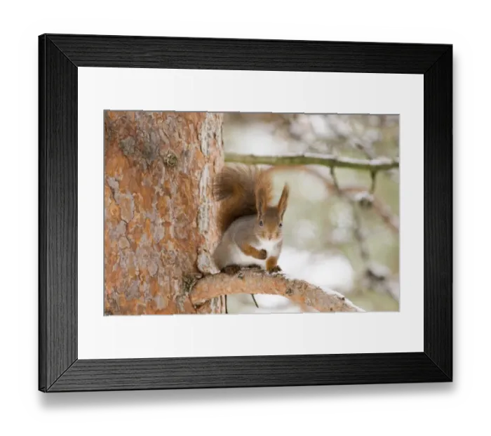 Framed Print : Red Squirrel Sciurus vulgaris Finland winter Framed Print : Red Squirrel Sciurus vulgaris Finland winter