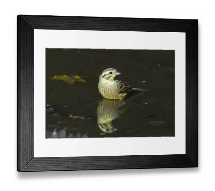 Framed Print : Yellowhammer Emberiza citrinella female bathing in puddle Norfolk spring Framed Print : Yellowhammer Emberiza citrinella female bathing in puddle Norfolk spring