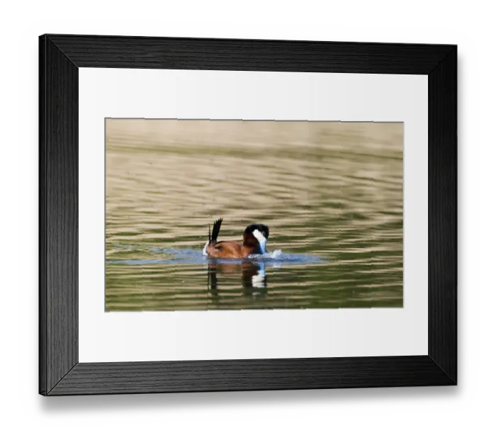 Framed Print : Ruddy Duck Oxyura jamaicensis male displaying on pool Cley Norfolk April