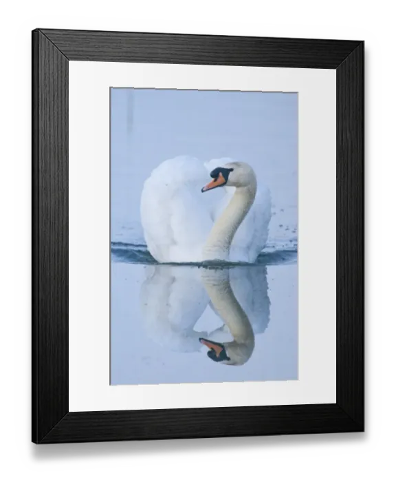 Framed Print : Mute Swan Cygnus olor male (cob) Cley Norfolk April Framed Print : Mute Swan Cygnus olor male (cob) Cley Norfolk April