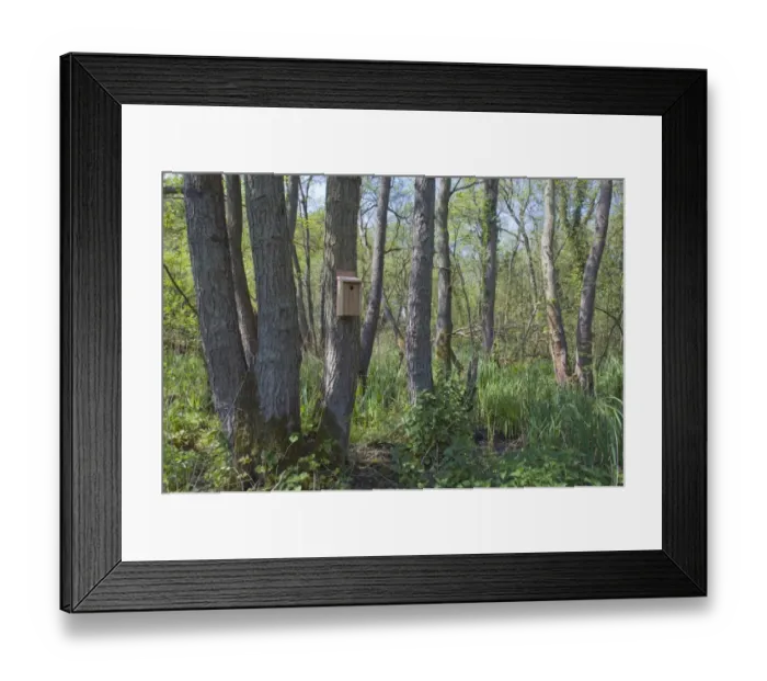 Framed Print : Nest box for tits in woodland Norfolk spring Framed Print : Nest box for tits in woodland Norfolk spring