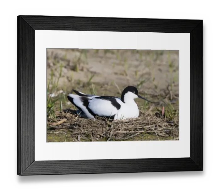Framed Print : Avocet Recurvirostra avocetta incubating eggs on nest Minsmere RSPB Reserve Norfolk April Framed Print : Avocet Recurvirostra avocetta incubating eggs on nest Minsmere RSPB Reserve Norfolk April