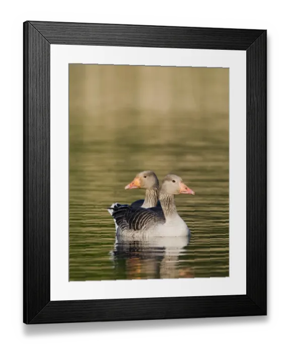 Framed Print : Greylag Geese Anser anser Cley Norfolk May Framed Print : Greylag Geese Anser anser Cley Norfolk May