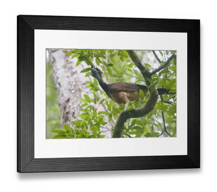 Framed Print : Great Curassow Crax rubra female Tikal Guatemala Framed Print : Great Curassow Crax rubra female Tikal Guatemala