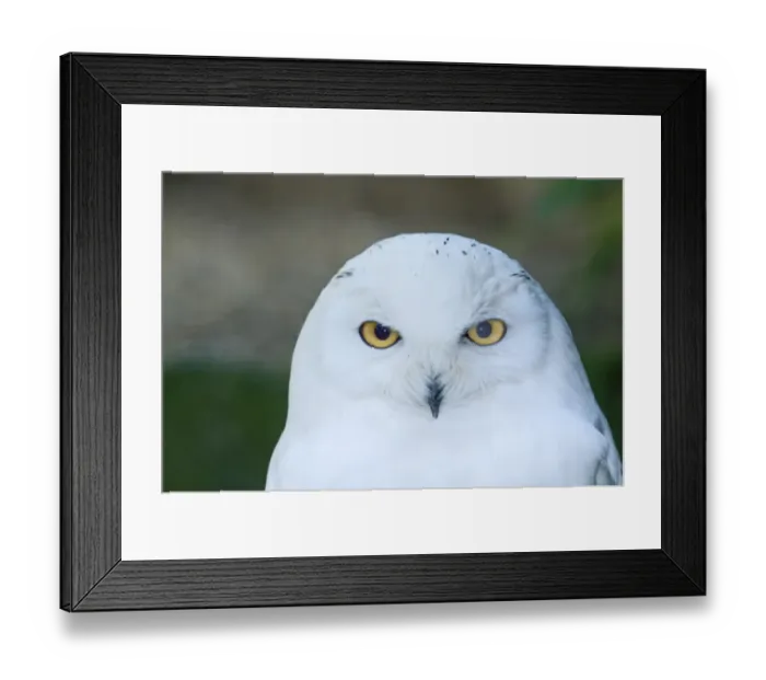Framed Print : Snowy Owl Nyctea scandiaca close up of male Norway Framed Print : Snowy Owl Nyctea scandiaca close up of male Norway