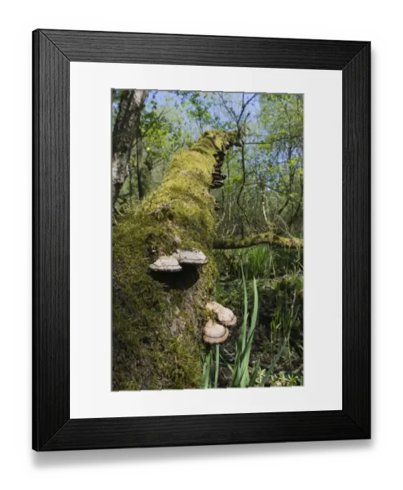 Framed Print : Bracket Fungi growing on fallen tree in wet woodland Norfolk April Framed Print : Bracket Fungi growing on fallen tree in wet woodland Norfolk April
